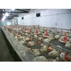 供应自动化养鸡设备,煜鑫畜牧,养鸡设备